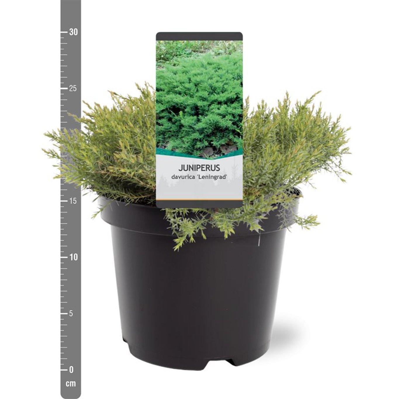 Juniperus davur. 'Leningrad' - C3 30-40 CM